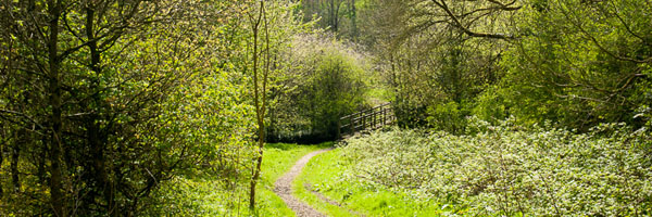 Greendale Wood
